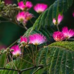 Albízia ružová (Albizia Julibrissin) - výška 340-360 cm, kont. C110L - VIACKMENNÁ